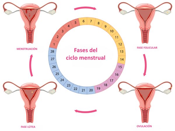 Ciclo menstrual